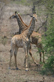 Kruger Park