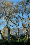 Pena Palace