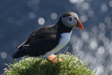 Ltrabjarg, Puffin