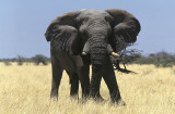 Etosha, Namibia