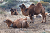 Camels