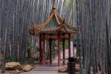 Yearning Bamboo Forest 2