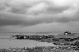 Labrador_1219 