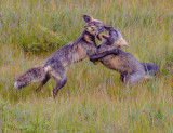 Two Young Playfull Silver Foxes_MG_1745.jpg
