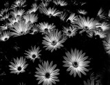 Daisies_MG_5463.jpg