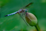 Dragonfly Loves Lotus_DSCF0206.jpg
