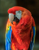 Parrot_MG_9886.jpg