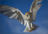 Snow Owl Landing.jpg