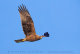Booted Eagle (Aquila pennata)