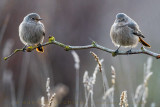 Black Redstart (Phoenicurus ochruros gibraltariensis)