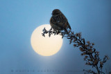 European Stonechat (Saxicola rubicola)