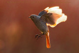 Black Redstart (Phoenicurus ochruros gibraltariensis)