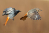 Black Redstart (Phoenicurus ochruros gibraltariensis)