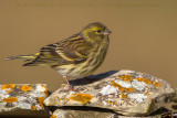 European Serin (Serinus serinus)