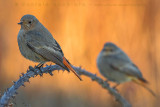 Black Redstart (Phoenicurus ochruros gibraltariensis)