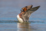 Eurasian Wigeon (Anas penelope)