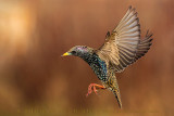 Common Starling (Sturnus vulgaris)