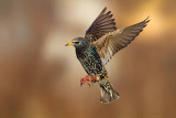Common Starling (Sturnus vulgaris)