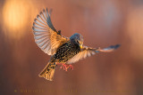 Common Starling (Sturnus vulgaris)