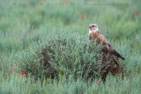 Long-legged Buzzard (Buteo rufinus)