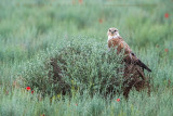 Long-legged Buzzard (Buteo rufinus)