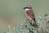 Possible Turkestan Shrike X Brown Shrike (Lanius phoenicuroides X L. cristatus)