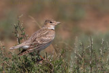 Calandra Lark (Melanocorypha calandra psammochroa)
