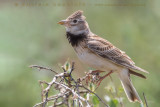 Calandra Lark (Melanocorypha calandra psammochroa)