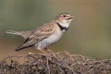 Calandra Lark (Melanocorypha calandra psammochroa)