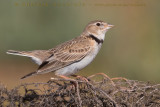 Calandra Lark (Melanocorypha calandra psammochroa)