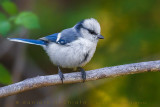 Azure Tit (Cyanistes cyanus tianschanicus)