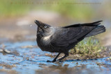 Eurasian Jackdow (Corvus monedula)