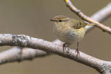 Humes Leaf Warbler (Phylloscopus humei)