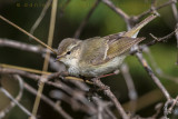 Humes Leaf Warbler (Phylloscopus humei)