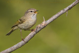 Humes Leaf Warbler (Phylloscopus humei)