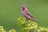 Red-mantled Rosefinch (Carpodacus rhodochlamys)