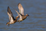 Garganey (Anas querquedula)