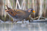 Spotted Crake (Porzana porzana)