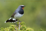 White-tailed Rubythroat (Luscinia pectoralis ballioni)