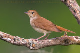 Nightingale (Usignolo)