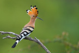 Hoopoe (Upupa epops)