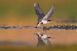 White Wagtail (Motacilla alba)