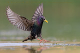 Common Starling (Sturnus vulgaris)