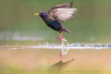 Common Starling (Sturnus vulgaris)