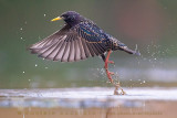 Common Starling (Sturnus vulgaris)