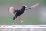 Common Starling (Sturnus vulgaris)