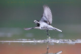 White Wagtail (Motacilla alba)