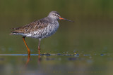 Spotted Redshank (Tringa erythropus)