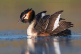 Great Crested Grebe (Podiceps cristatus)