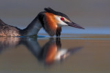 Great Crested Grebe (Podiceps cristatus)